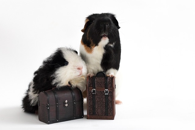 How to Bond With Your Guinea Pig: A Complete Guide to Building Trust