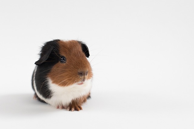 Common Guinea Pig Health Issues: Symptoms, Prevention & Treatment Guide