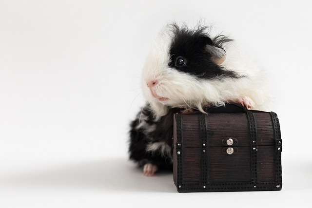 The Complete Guinea Pig Supplies Checklist: Cage, Bedding, Food and Accessories Guide