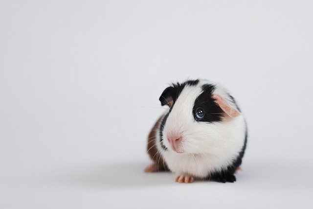Guinea Pig Supplies Worth Buying vs Waste of Money: An Honest Review