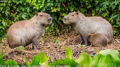 Guinea Pig Care for Beginners: A Complete Guide to Raising Your First Cavy