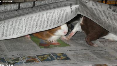 Understanding Guinea Pig Behavior: A Complete Guide to Body Language and Training