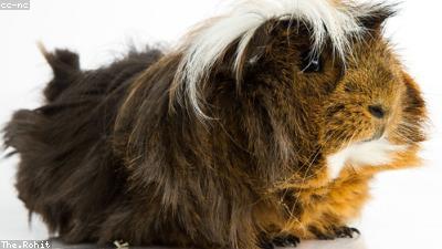 The 10 Best Guinea Pig Breeds for Beginners: Complete Guide with Pictures