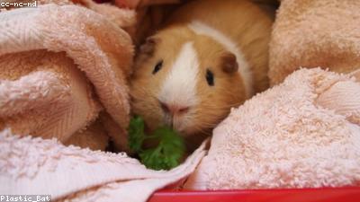 Common Guinea Pig Health Issues: Symptoms, Prevention & Treatment Guide