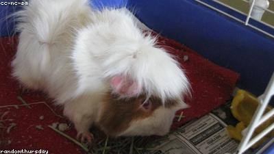 Guinea Pig Smell Control: Why Clean Cages Don’t Stink