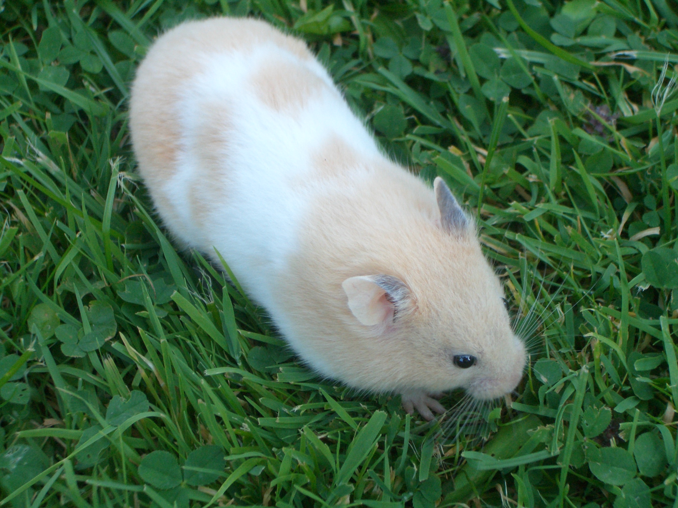 Pudding guinea pig - Phodopus sungorus var.