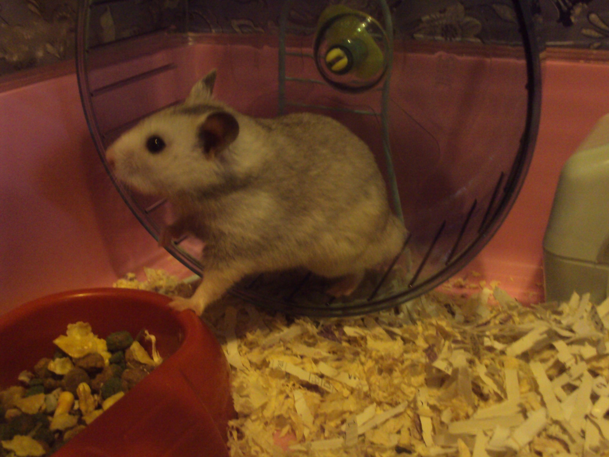 Syrian guinea pig - Mesocricetus auratus