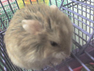 Roborovski guinea pig - Phodopus roborovskii