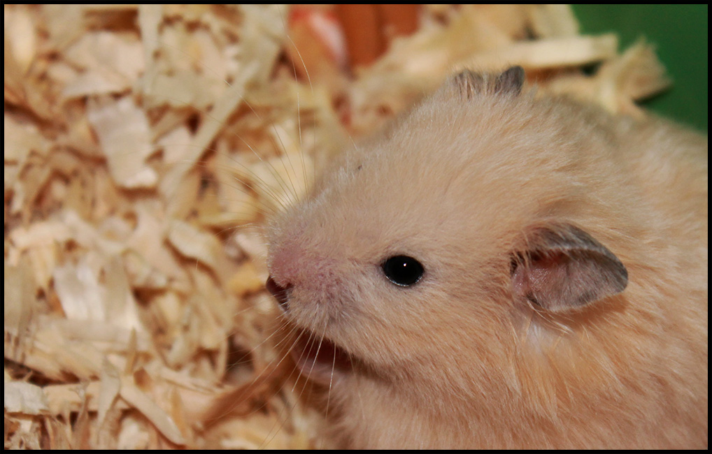 Milk Tea guinea pig - Phodopus sungorus var.