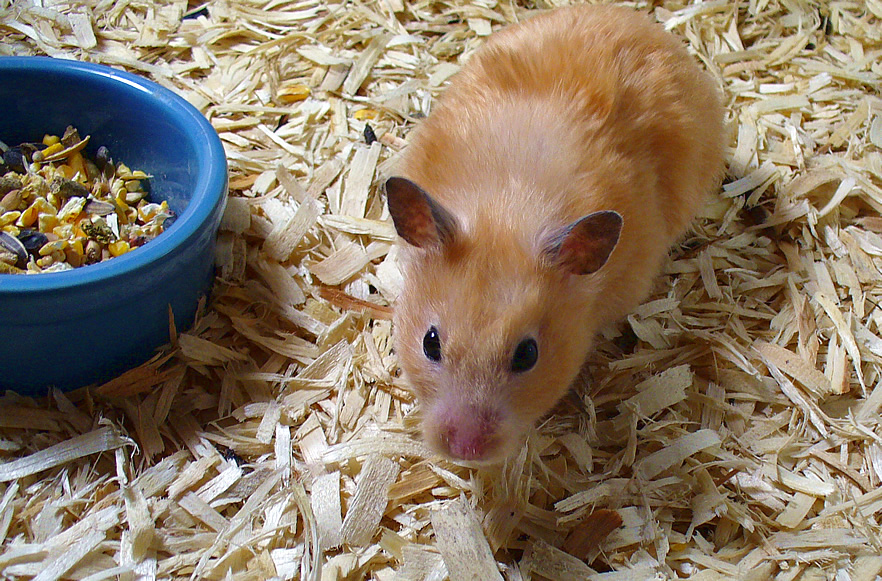 Dwarf Campbell - Phodopus sungorus