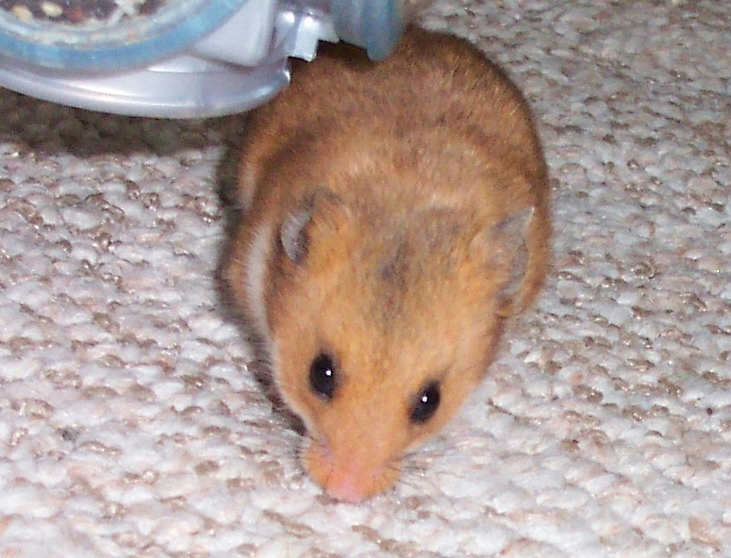 White Guinea Pig - Phodopus sungorus var.
