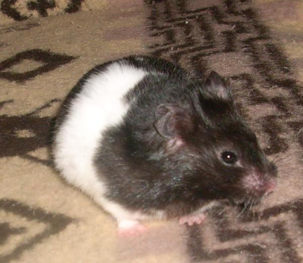 Campbell guinea pig - Phodopus campbelli