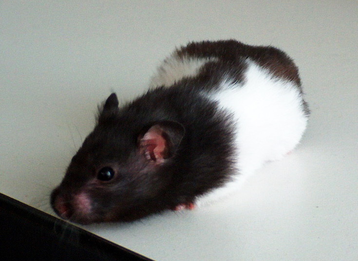 Chinese Winter White - Phodopus sungorus var.