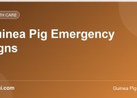 Guinea Pig Emergency Signs: 12 Symptoms You Should Never Ignore